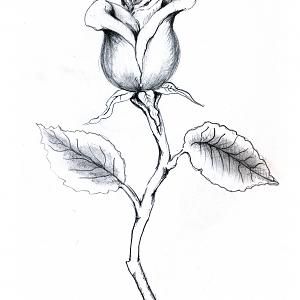 300x300 Pictures Pencil Drawing Of Rose Bud, - Bud Sketch