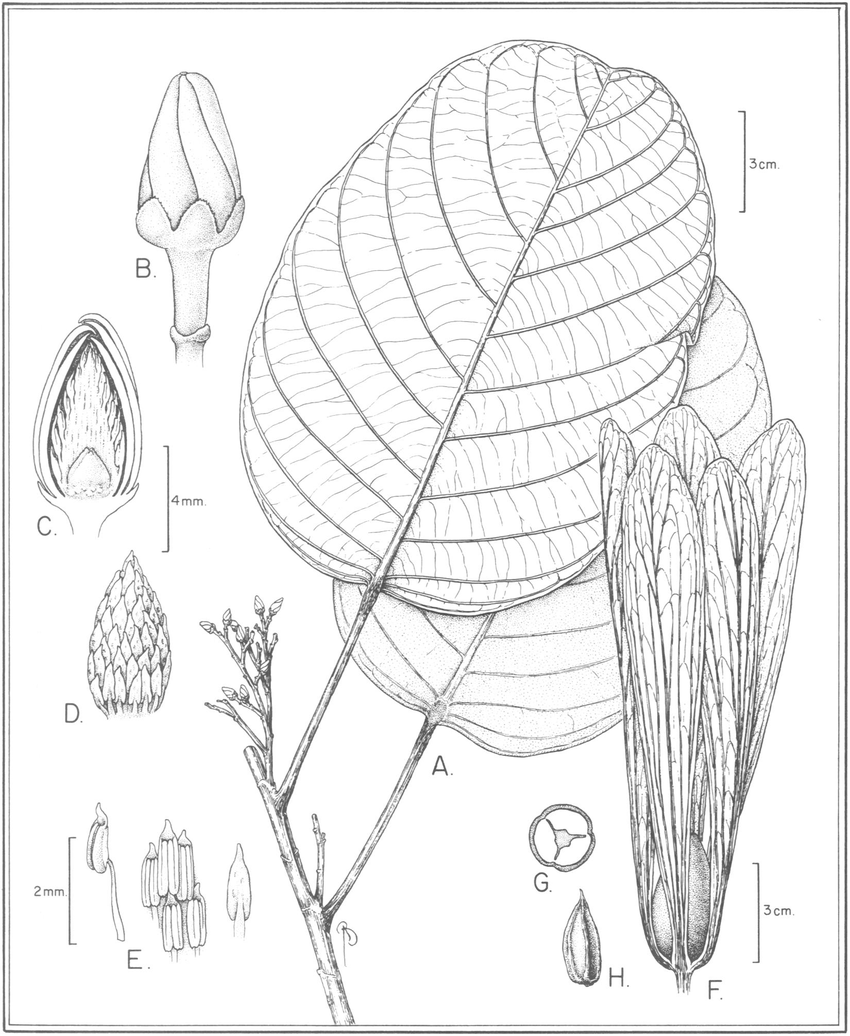 850x1036 Pseudomonotes Tropenbosii. A. Habit Sketch. B. Bud. C. Flower Bud - Bud Sketch
