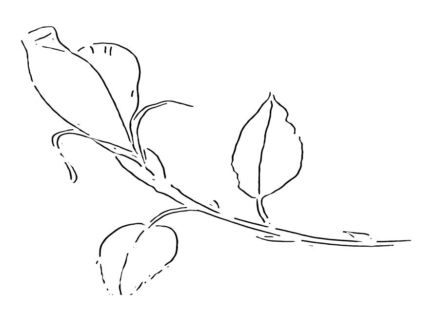 900x642 Rose Bud At Paint My Sketch Art Group Drawing By Delynn Addams - Bud Sketch