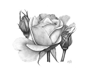 300x235 Rose Bud Drawings Fine Art America - Bud Sketch