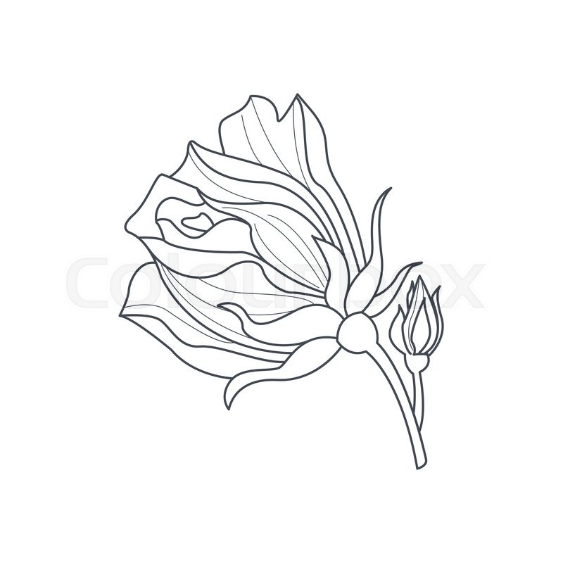 800x800 Rose Bud Monochome Drawing For Coloring Book Hand Drawn Vector - Bud Sketch