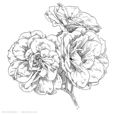 473x469 Rose Bud Sketch Poster - Bud Sketch