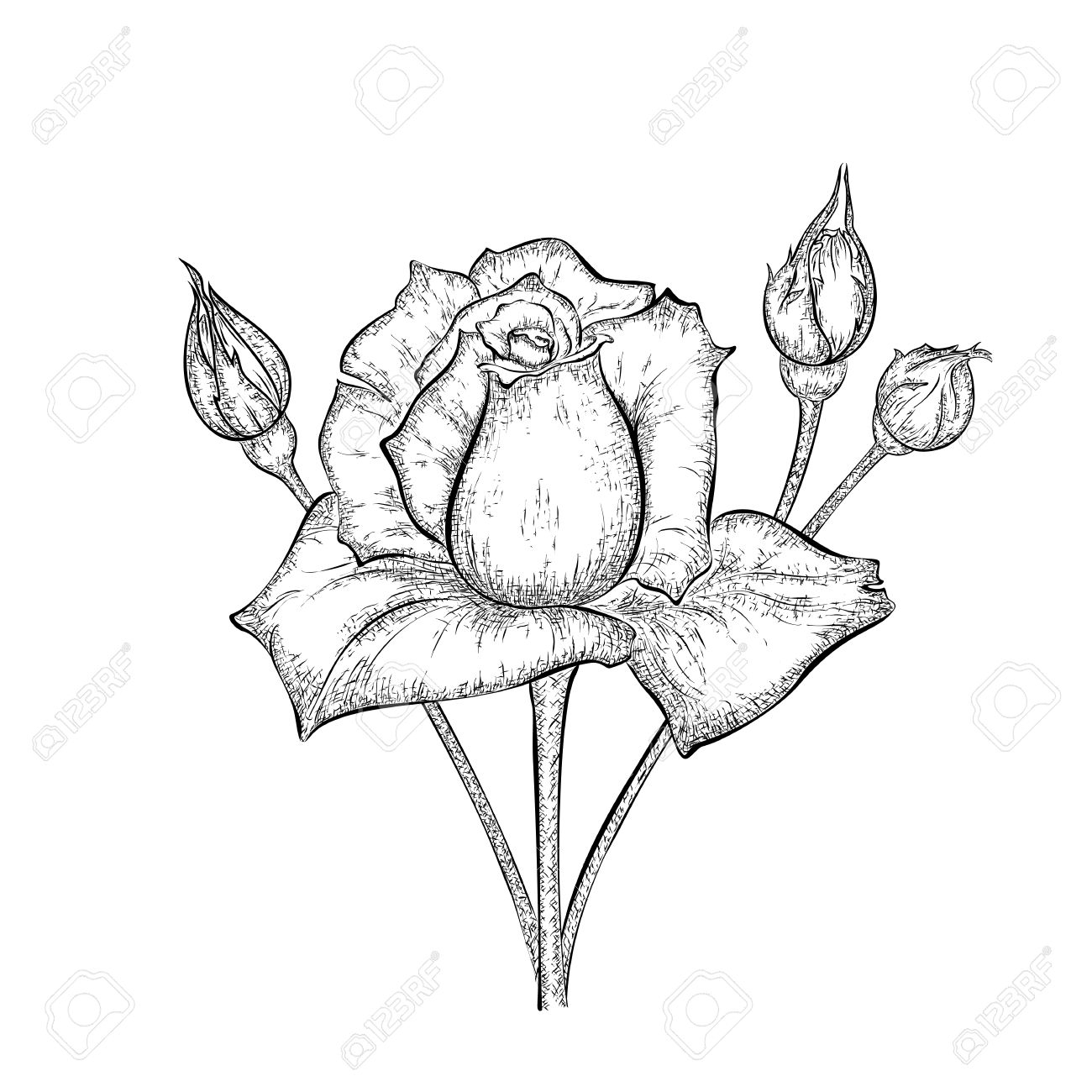 1300x1300 Roses With Bud Pencil Drawing Sketch Hand Drawn Rose With Buds - Bud Sketch