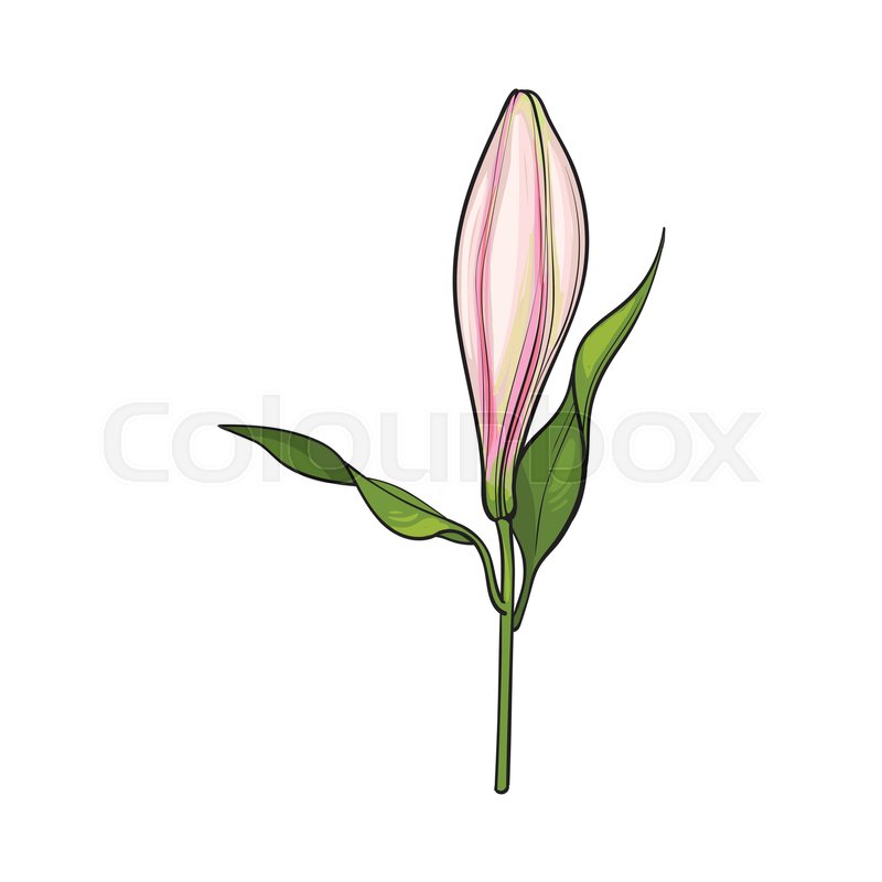 800x800 Single Hand Drawn White Lily Flower Bud With Stem And Leaves, Side - Bud Sketch