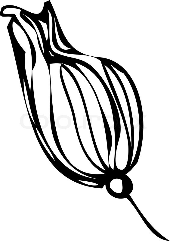 565x800 Sketch Of Flower Buds On A White Background Stock Vector Colourbox - Bud Sketch