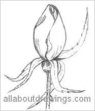 187x218 Sketches Of Roses - Bud Sketch