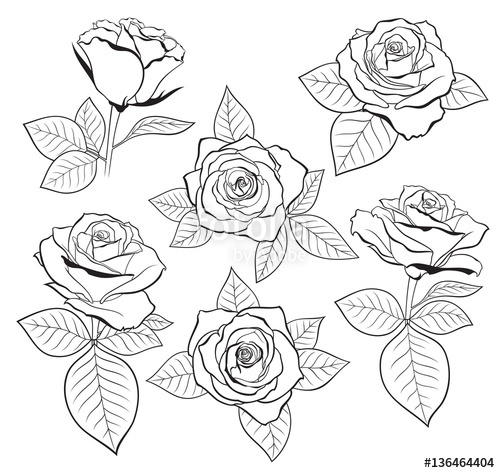 500x473 Vector Set Of Detailed, Isolated Outline Rose Bud Sketches With - Bud Sketch
