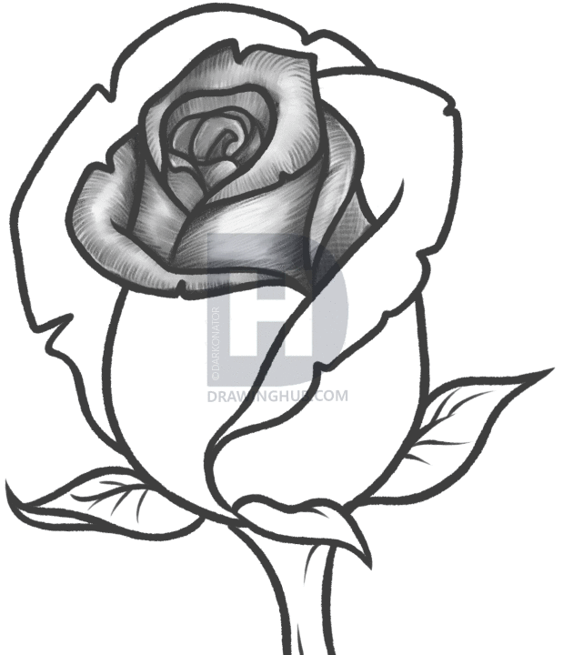 619x720 How To Draw A Rose Bud, Rose Bud, Step By Step, Drawing Guide, By - Bud Sketch