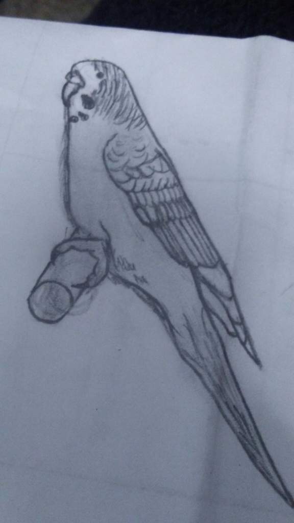 576x1024 Budgie Sketch Birds Amino Amino - Budgie Sketch