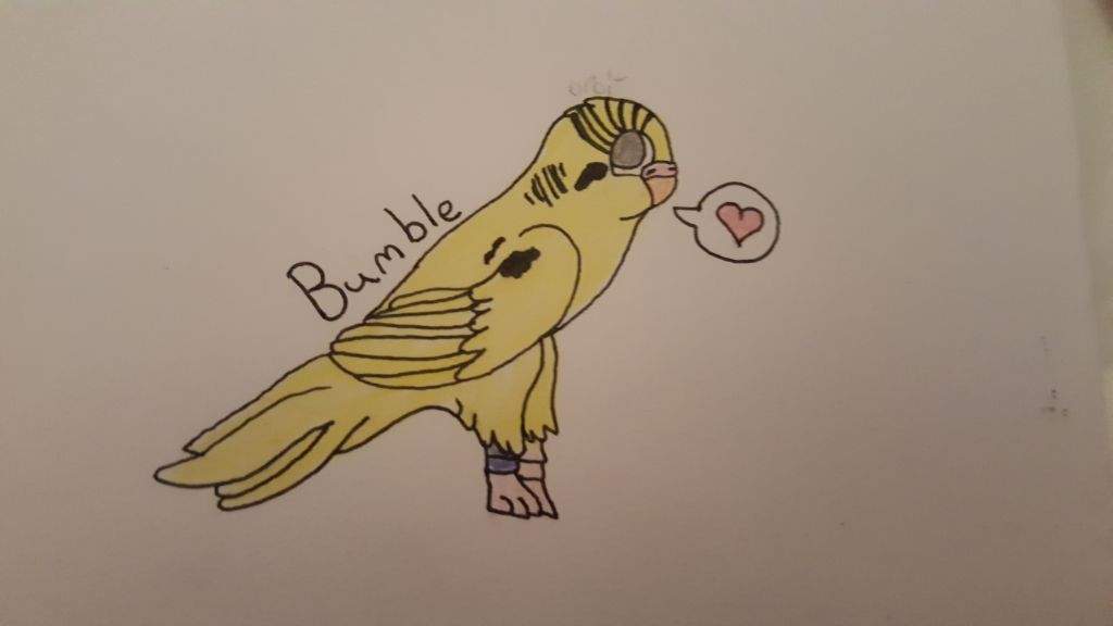 1024x576 Budgie Sketch 3 Furry Amino - Budgie Sketch