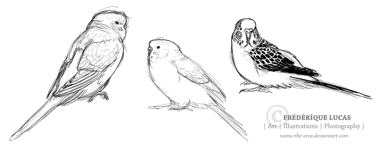 1240x481 Budgie Sketches By Namu The Orca - Budgie Sketch