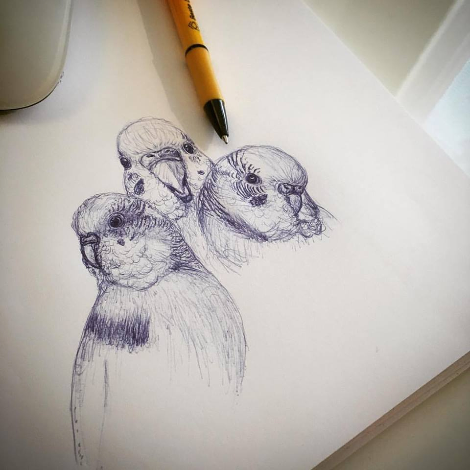 960x960 Fast Budgie Sketch On Behance - Budgie Sketch