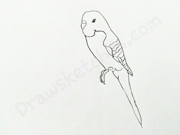Budgie Sketch at PaintingValley.com | Explore collection of Budgie Sketch