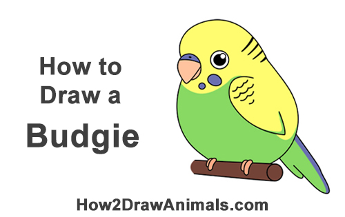 500x315 How To Draw A Budgie (Cartoon) - Budgie Sketch