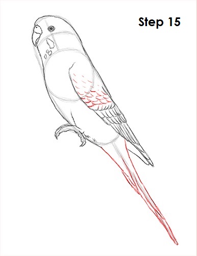 386x500 How To Draw A Budgie (Parakeet) - Budgie Sketch