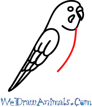 300x350 How To Draw A Budgie - Budgie Sketch