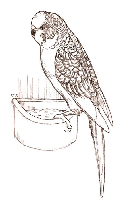 428x700 Pin By Ana Urquijo On Art Budgies, Birds And Parakeet - Budgie Sketch