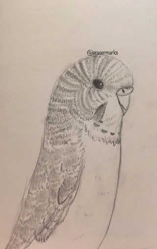 320x509 Sketch Of My Baby Budgie - Budgie Sketch