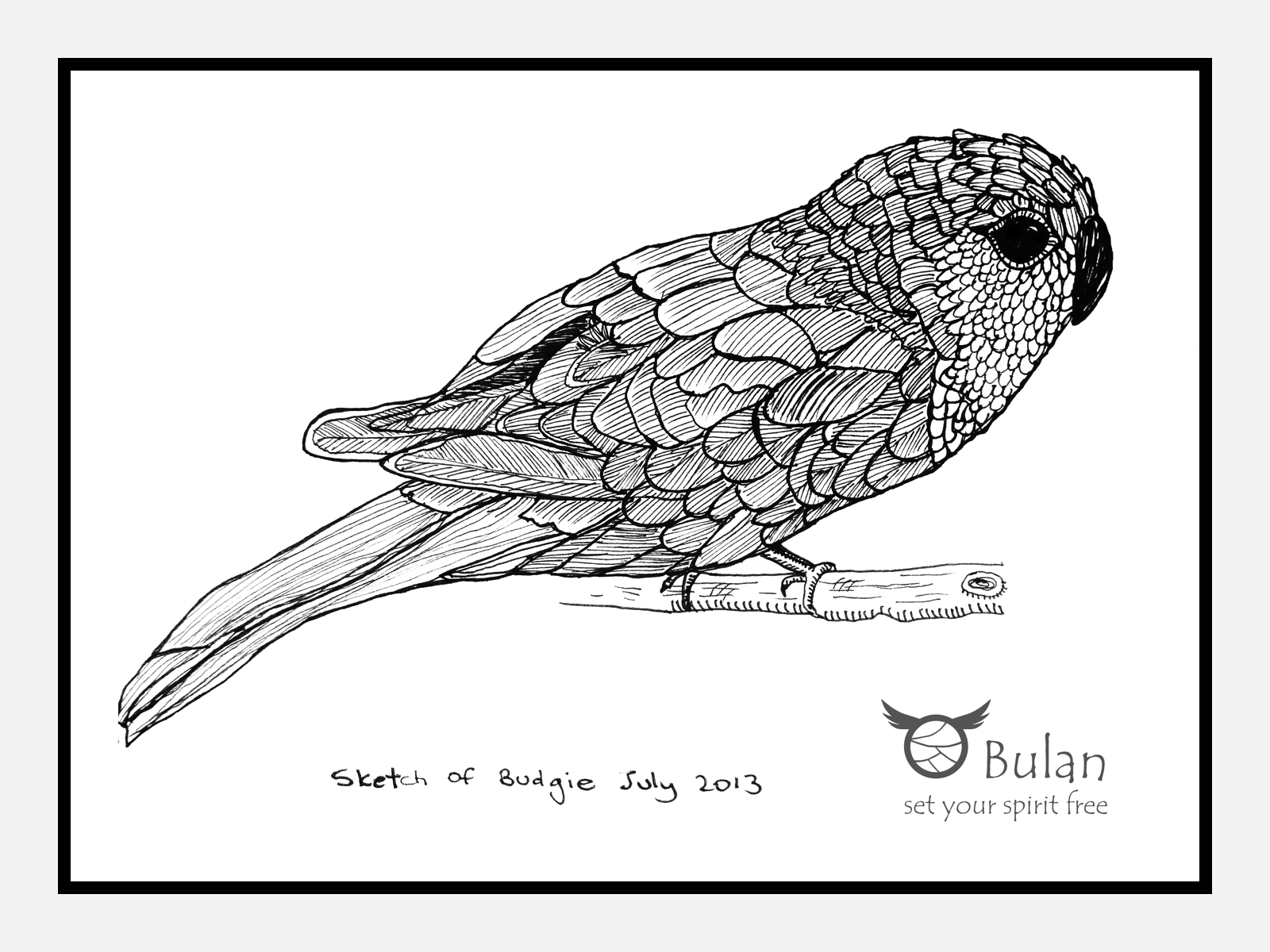 1600x1200 Sketch Of The Day 82 Sketch Of Budgie - Budgie Sketch