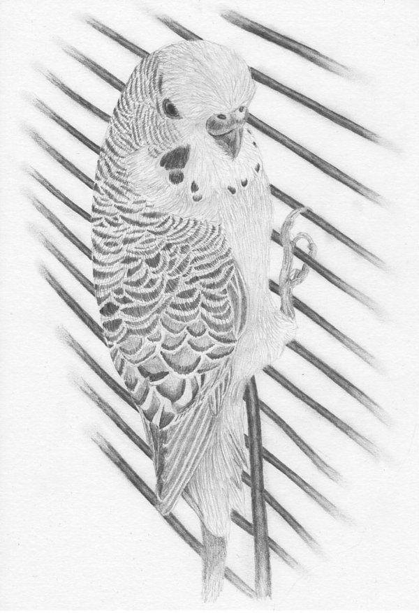 600x878 Budgie Sketch Amp Draw Animal Drawings, Drawings And - Budgie Sketch