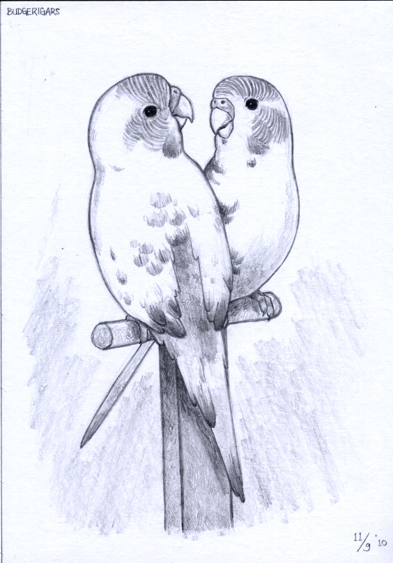 564x808 Budgie Couple By Mondoart - Budgie Sketch