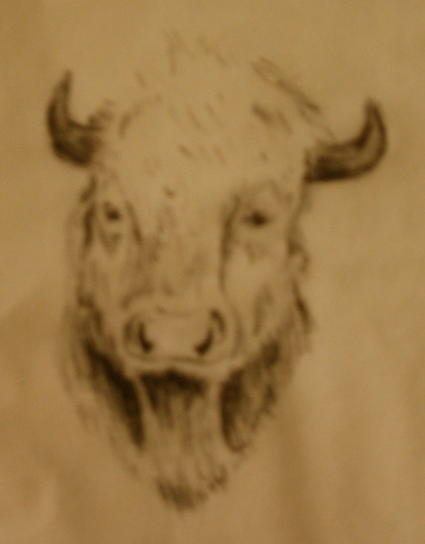 390x500 Buffalo Head Sketch Forrest And I Ate - Buffalo Head Sketch