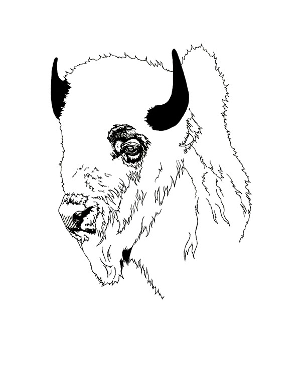 600x750 Buffalo Sketch On Fidm Portfolio Gallery - Buffalo Head Sketch