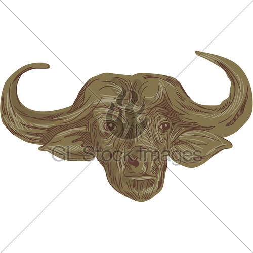 500x500 African Buffalo Head Drawing Gl Stock Images - Buffalo Head Sketch