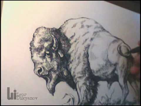 480x360 Drawing An American Buffalo (Bison) By Igor Lukyanov - Buffalo Head Sketch