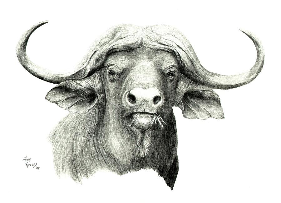 African Buffalo Head Drawing - Buffalo Head Sketch. 