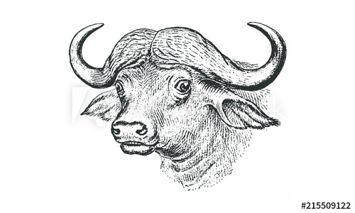 500x300 Vintage Buffalo Head Illustration - Buffalo Head Sketch