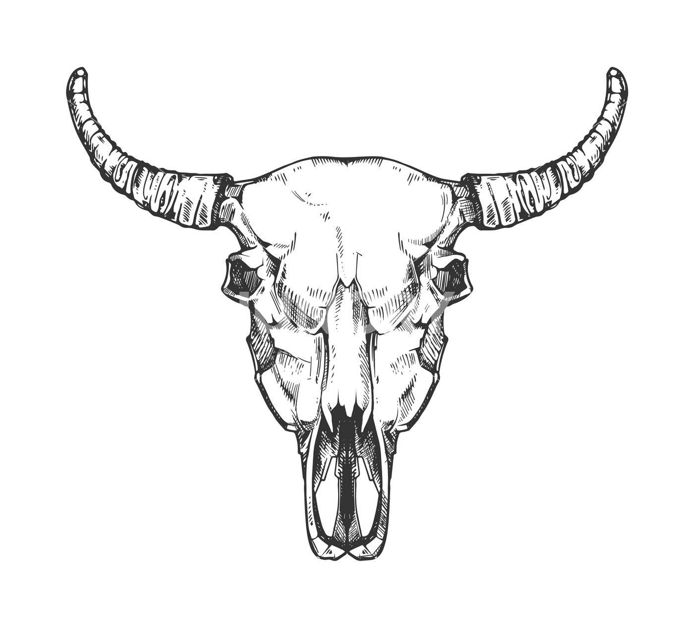 1400x1260 Vintage Buffalo Skull Vector Sketch. Bull Animal Head Bones In - Buffalo Head Sketch