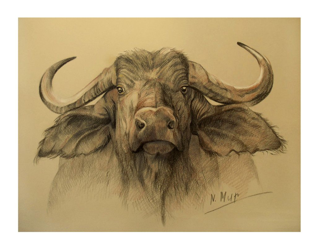 1024x808 Buffalo Head By Natamur Risunok 3 - Buffalo Head Sketch