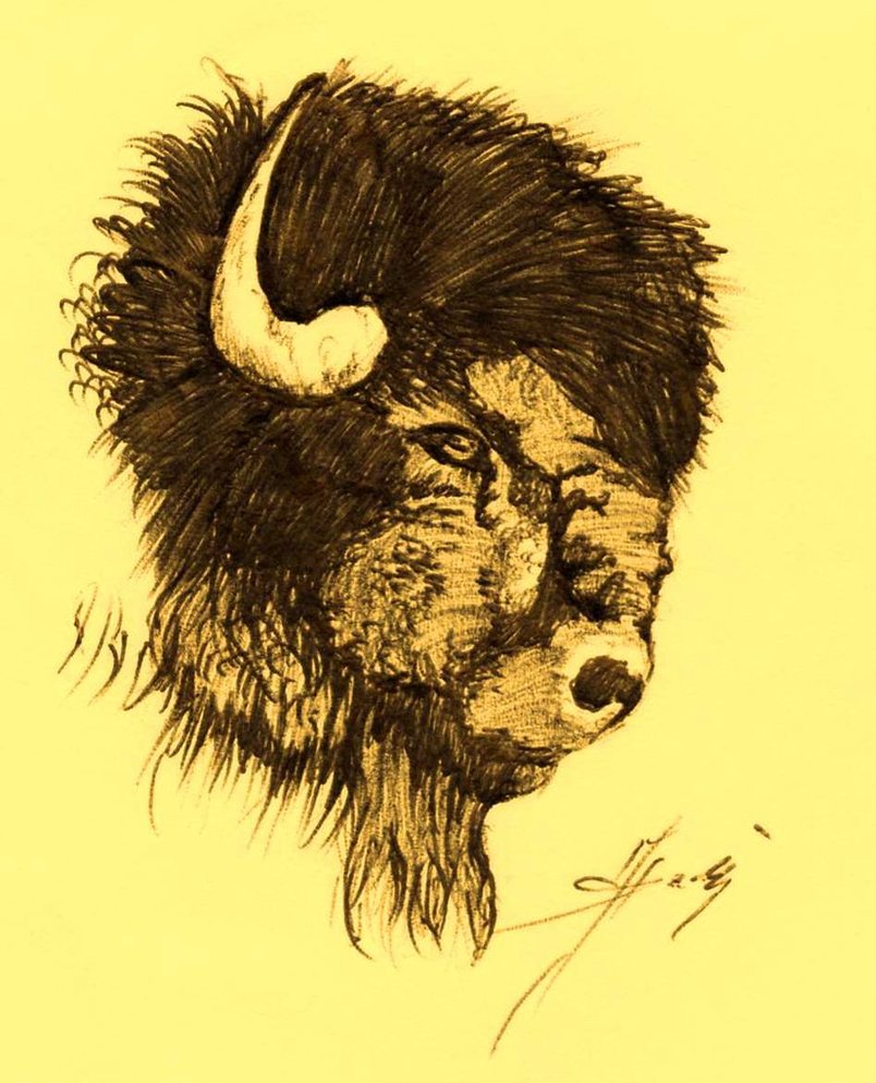 804x994 Buffalo Head By Dadi Muki - Buffalo Head Sketch