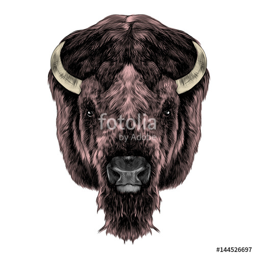 500x500 The Buffalo Head Is Symmetrical, Looks Right, Sketch Vector - Buffalo Head Sketch