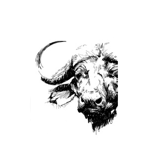 300x300 Asian Buffalo Drawing By Dominique Fischer - Buffalo Head Sketch