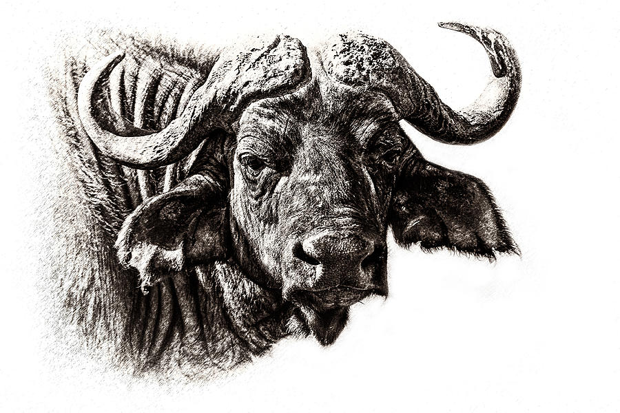 900x600 Buffalo Sketch Photograph By Mike Gaudaur - Buffalo Sketch