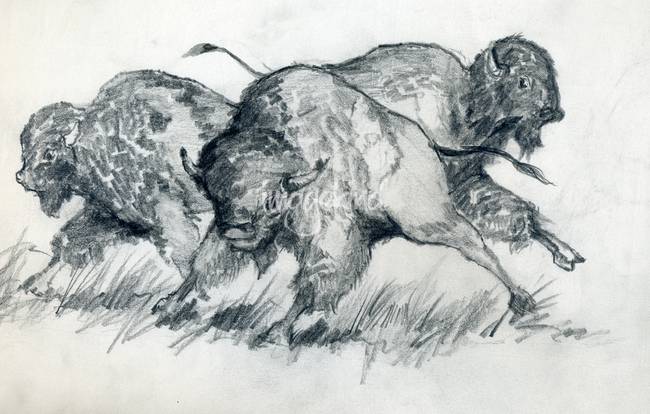 650x414 Buffalo Sketch By The Coffin Family - Buffalo Sketch