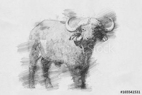 500x334 Buffalo Sketch - Buffalo Sketch