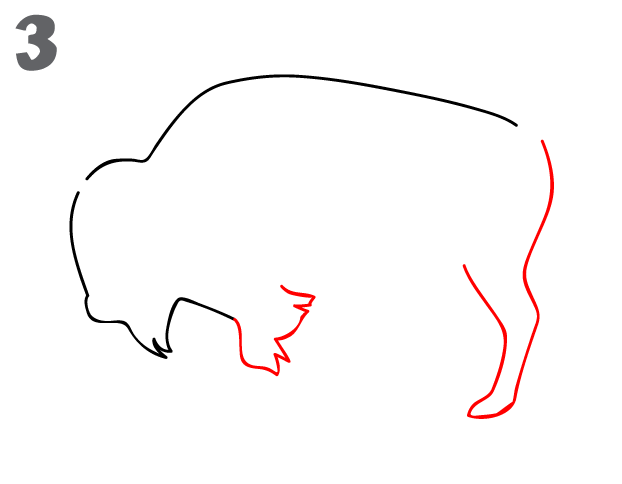 622x484 How To Draw A Buffalo - Buffalo Sketch