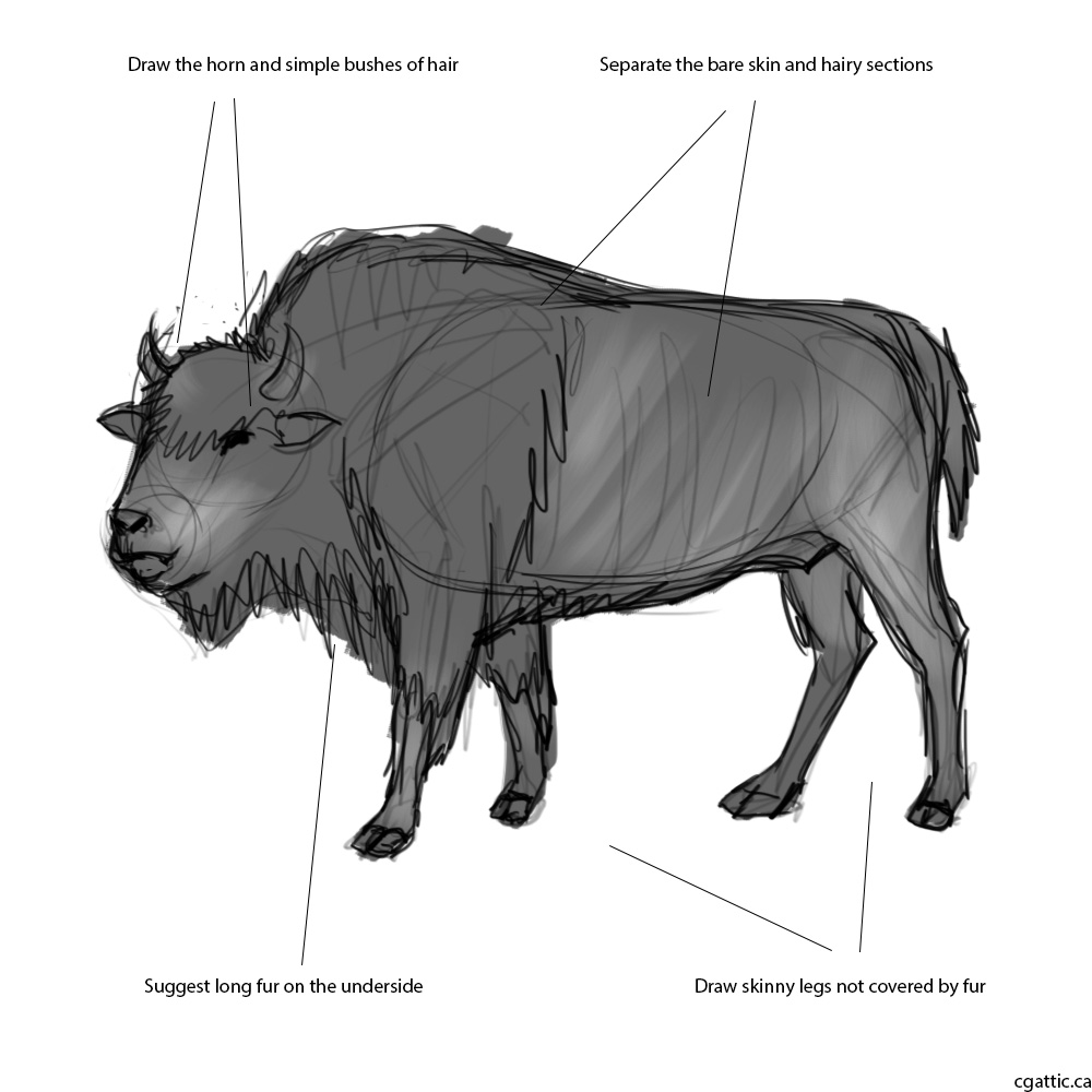 1000x1000 Realistic Buffalo Drawing In 4 Steps With Photoshop - Buffalo Sketch