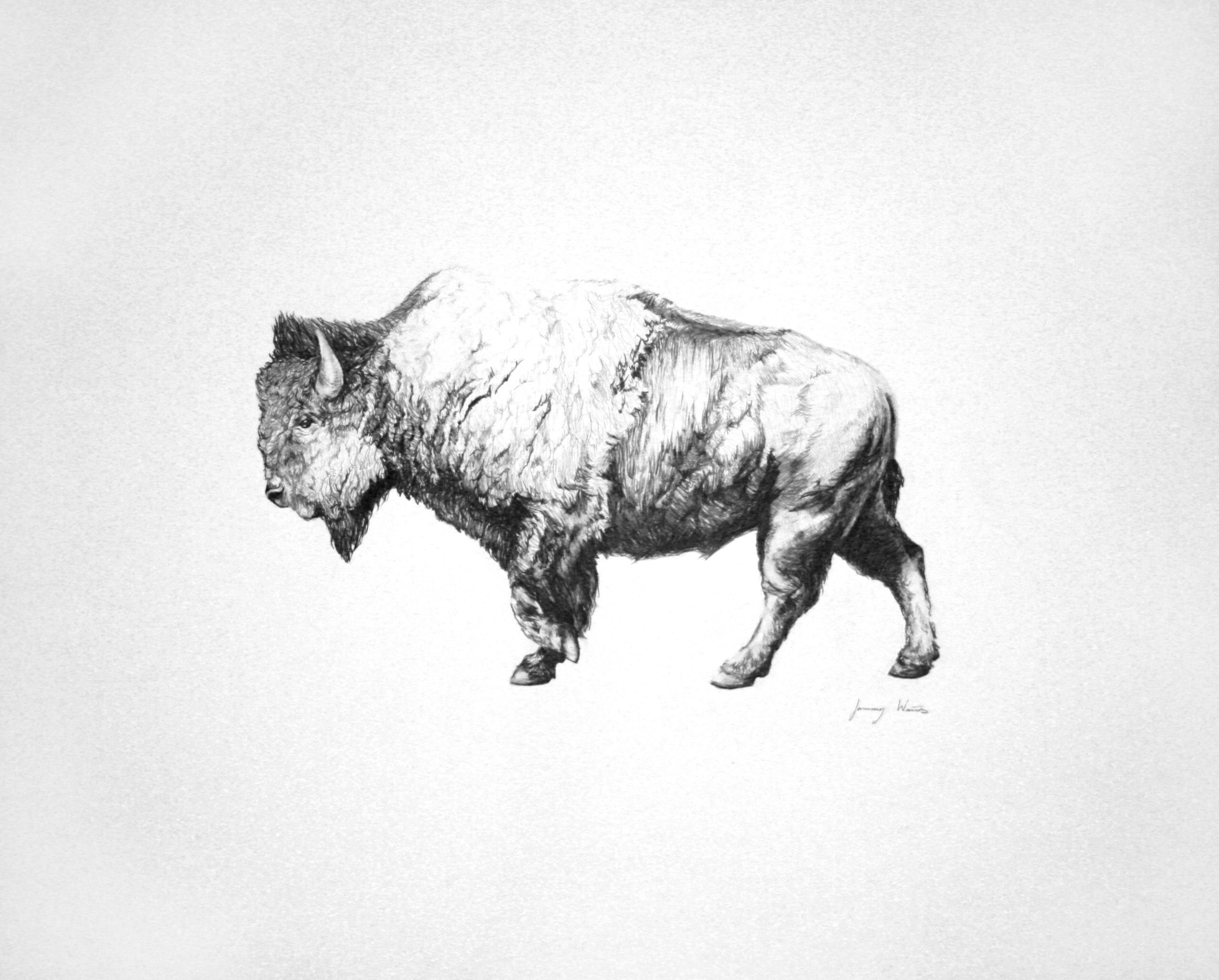 2556x2056 This Is My Buffalo Drawing, In Pencil. By January Waters Pretty - Buffalo Sketch