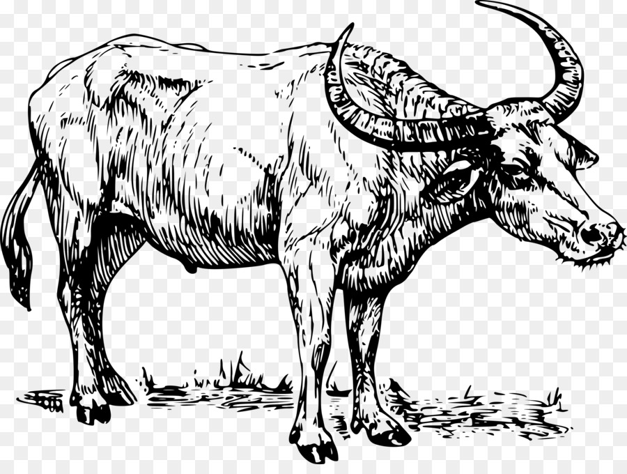900x680 Water Buffalo Drawing Clip Art - Buffalo Sketch