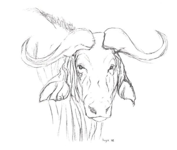 600x509 Water Buffalo Sketch By Kryz Flavored - Buffalo Sketch