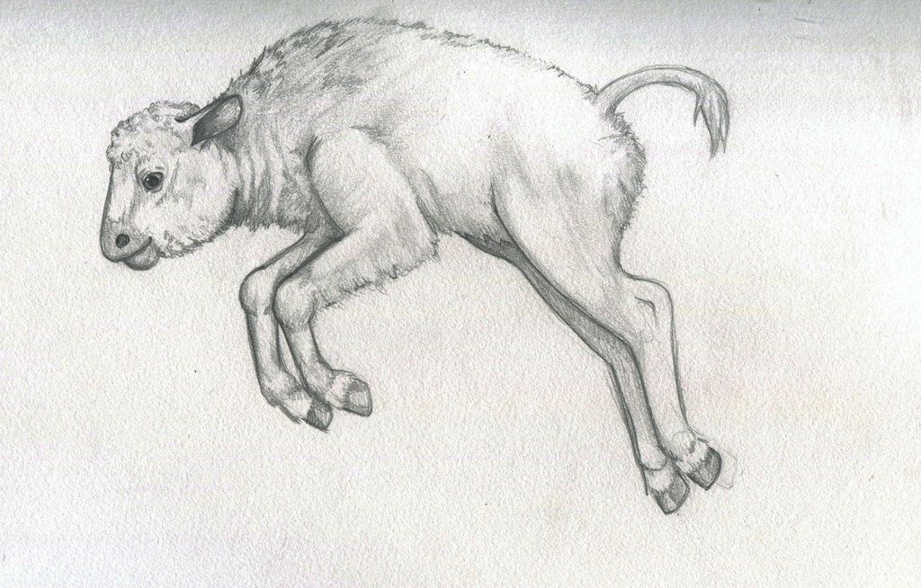 1024x654 Baby Buffalo Sketch By Natty On @ - Buffalo Sketch