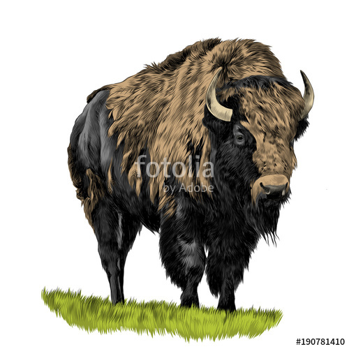 500x500 Buffalo Standing In The Grass, Sketch Vector Graphics Color - Buffalo Sketch Images
