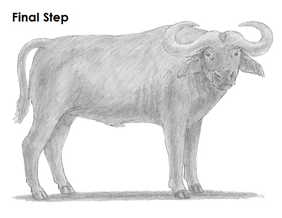 550x425 How To Draw An African Cape Buffalo - Buffalo Sketch Images