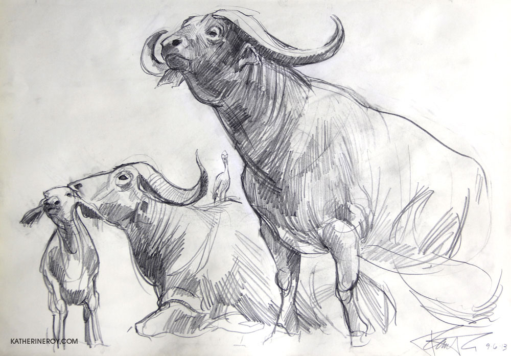 1000x697 Katherine Roy Studio Museum Of Natural History Sketches Round 1 - Buffalo Sketch Images