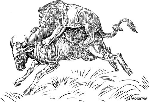 500x341 Lion Attacking Buffalo Sketch Stock Image And Royalty Free Vector - Buffalo Sketch Images