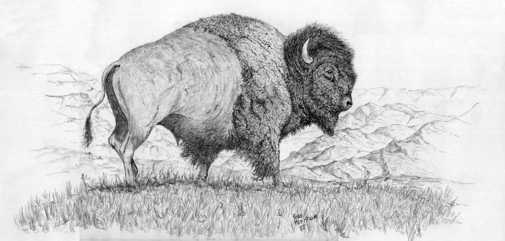 1024x489 Pin By Patricia Voldberg On Drawings - Buffalo Sketch Images